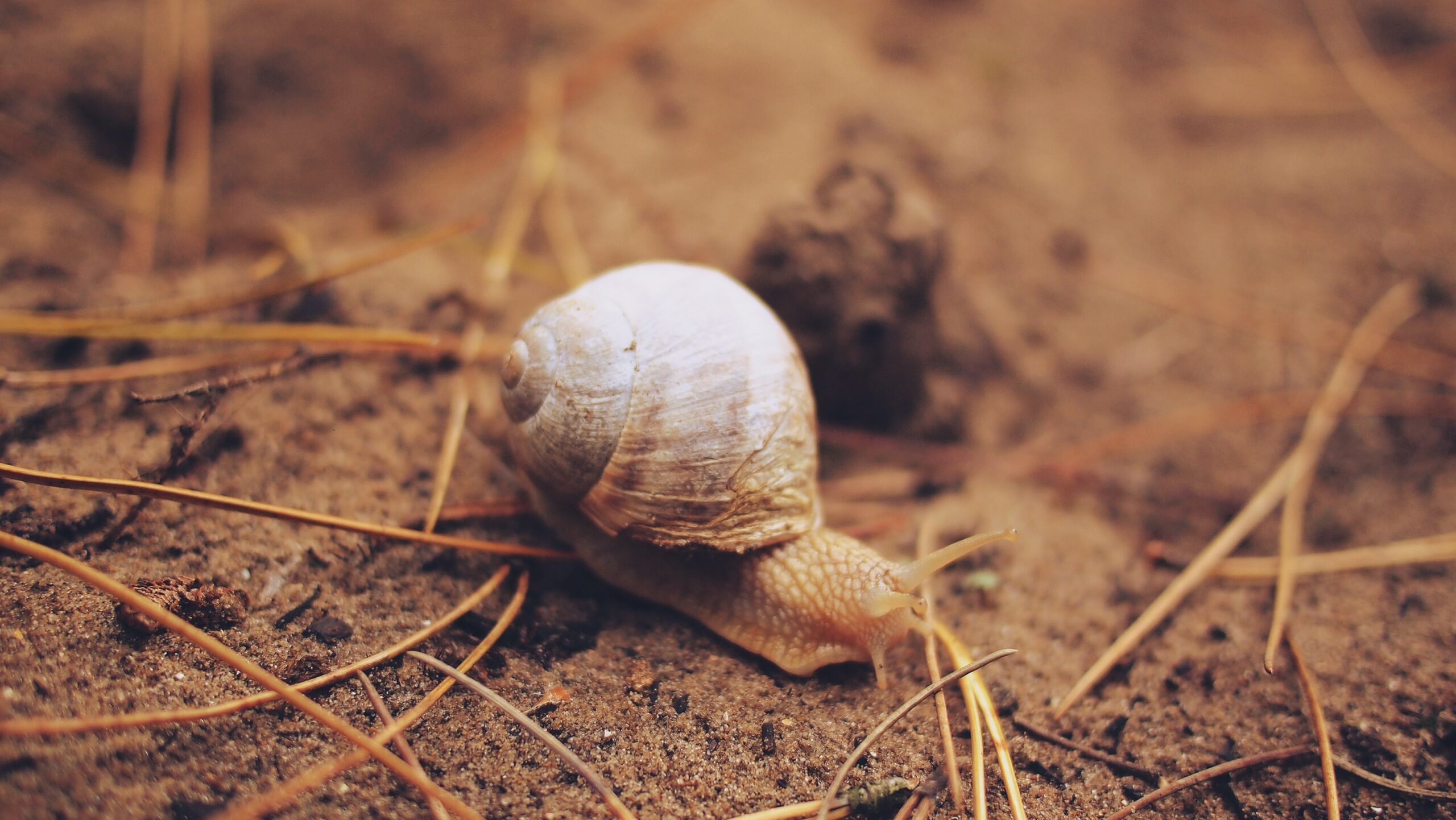 Slow Living : Redécouvrir le Bonheur dans la Simplicité