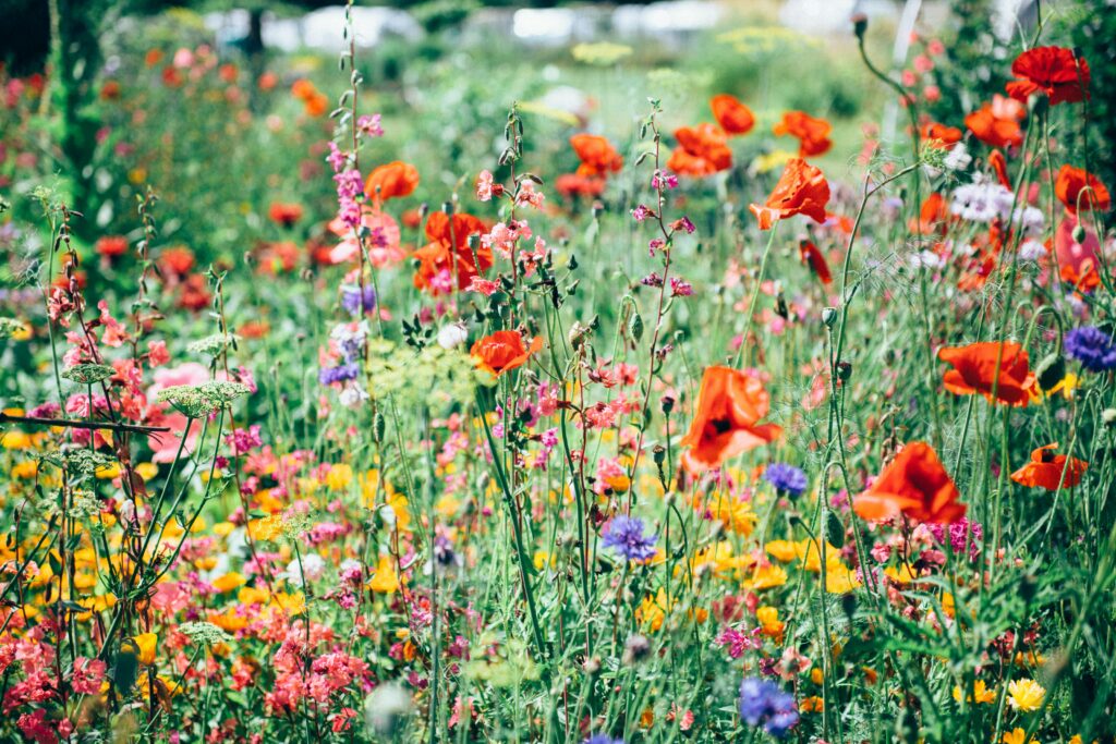 Arrêter de vous comparer aux autres, comme les fleurs épanouissez simplement votre propre beauté.